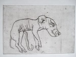 Hanny Ramaer - Ets "Foetus varken" kopen? Bied vanaf 30!