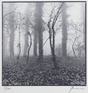 Ralph Janowski - Mooie zwart/wit print, Klimop kopen? Bied vanaf 1!