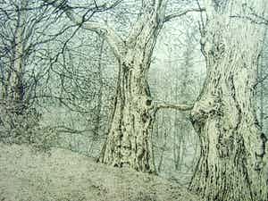 Reinder Homan - KASTANJEBOMEN verkocht voor € 85!