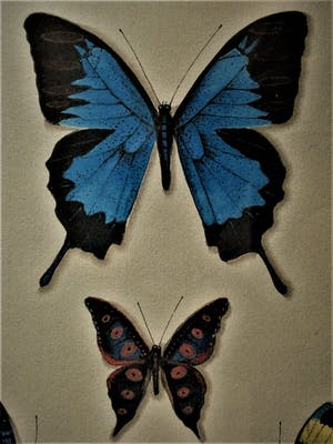 Hans Verhoef - Magisch Realisme - Beperkte Oplage (50) - Litho "diverse Vlinders" gesigneerd kopen? Bied vanaf 10!