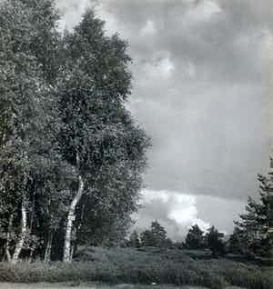 Cas Oorthuys - Op de Holterberg - originele foto op bariet-fotopapier verkocht voor € 50!