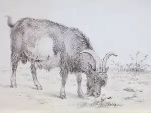 Frans Lebret - Grazende bok - Inkttekening verkauft für € 48!