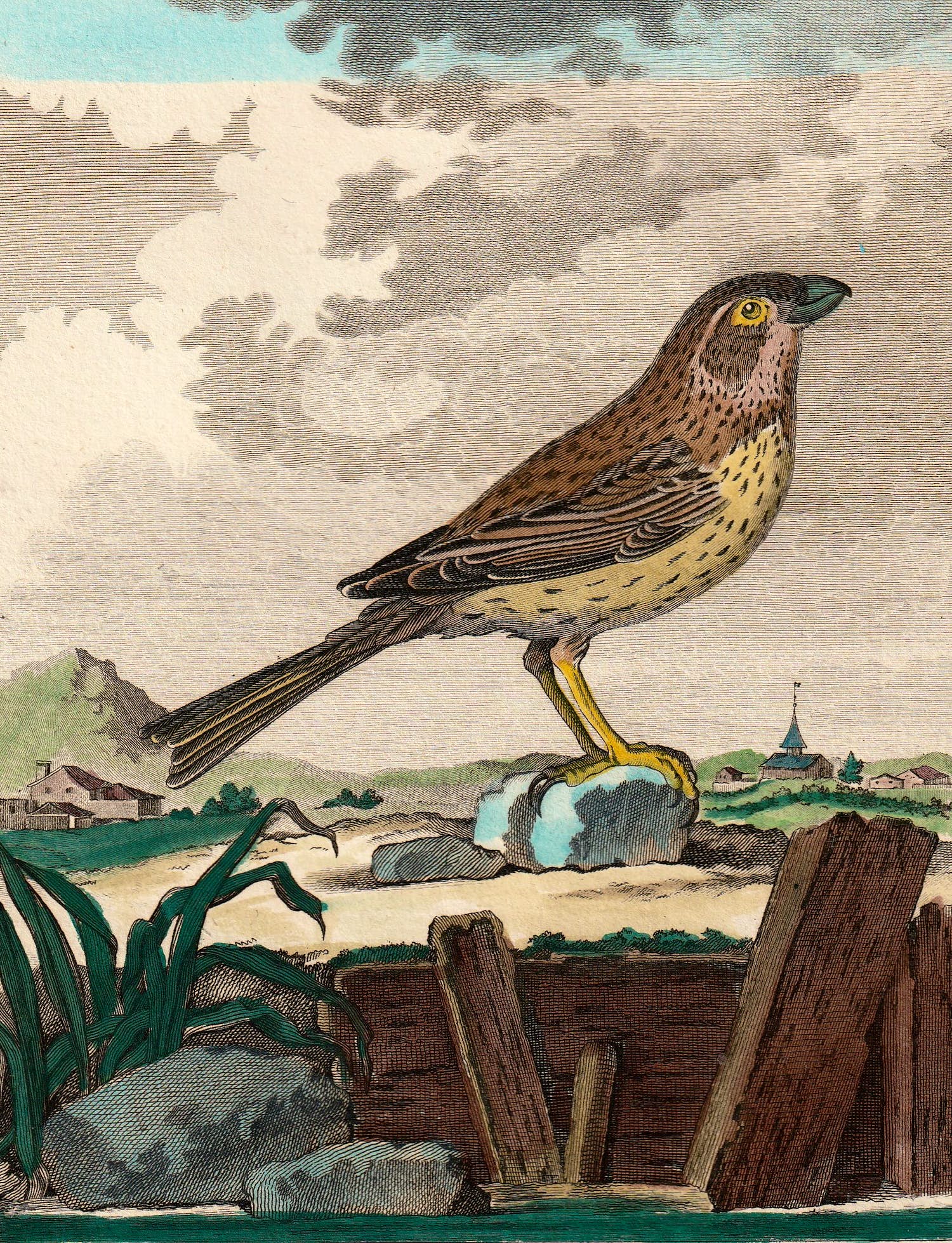 Georges-Louis Leclerc de Buffon - Le Proyer vogelprent verkocht voor € 25!