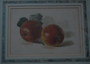 Niet of onleesbaar gesigneerd - A new dessert apple. Lithografie. kopen? Bied vanaf 1!