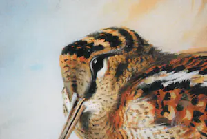 Archibald Thorburn - Houtsnip in de winter - oplage 159/500 - fraai ingelijst - incl. boek! kopen? Bied vanaf 50!