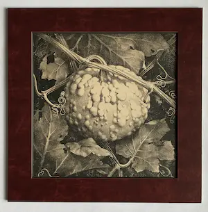 Jan Voerman (jr.) - Drie Litho's uit 1920 Kamerlinde, Kerstroos, Pompoen kopen? Bied vanaf 1!