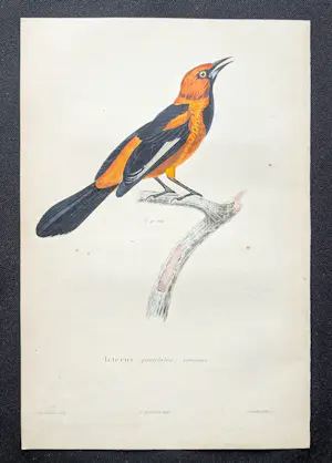 Jean-Gabriel Pretre - handgekleurde gravure vogel "Icterus guttulatus" kopen? Bied vanaf 20!