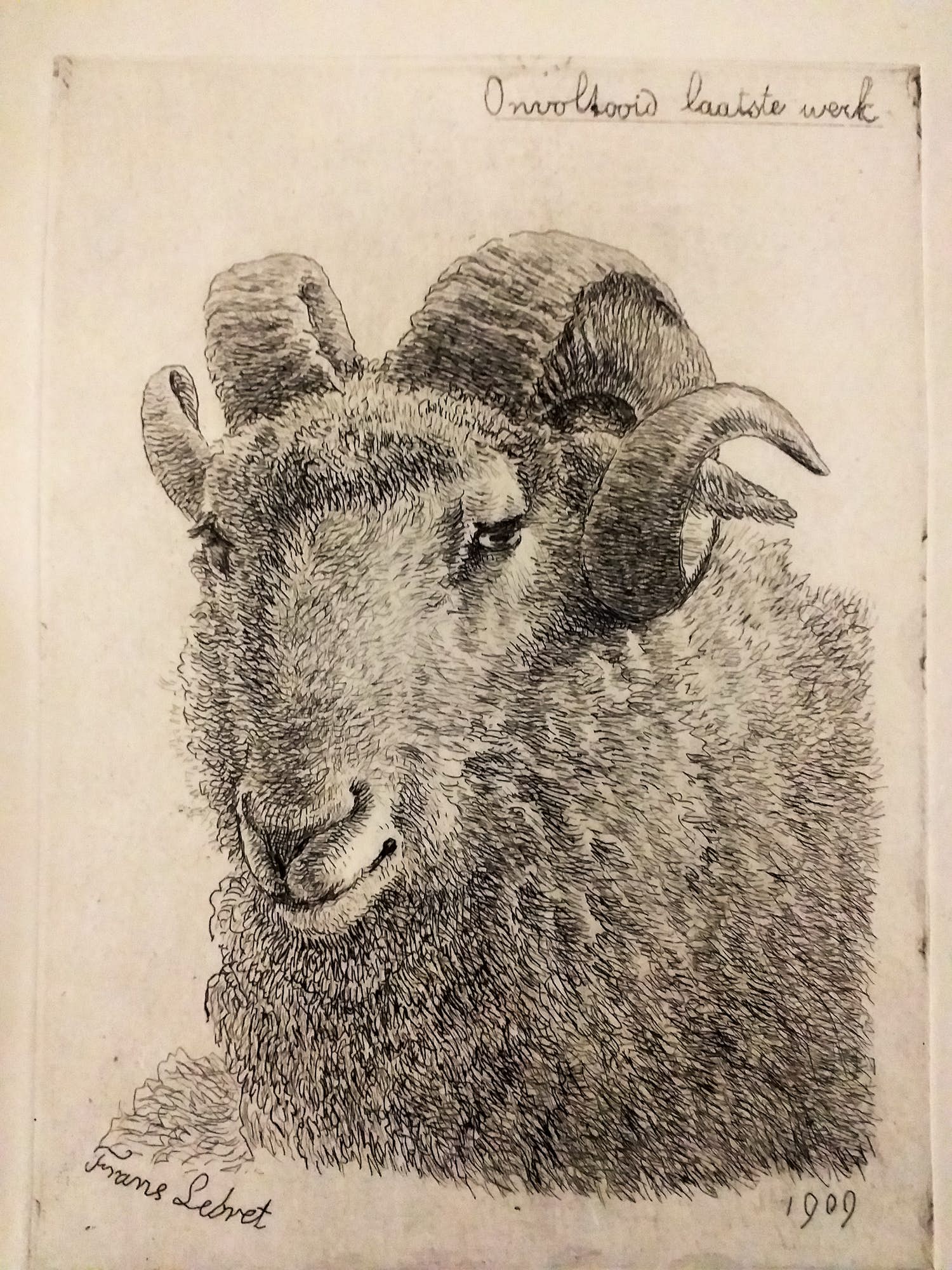 Frans Lebret - Schapenkop verkocht voor € 20!