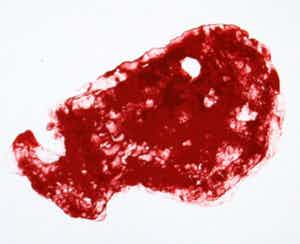 Armando - Kopf (1989) verkocht voor € 1!