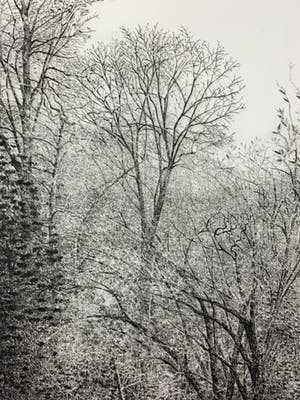 Charles Donker - ets - 'Eendekooi' - Definitieve VIIe staat - 1984 (GROOT) kopen? Bied vanaf 500!