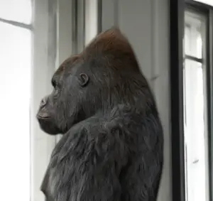 Mr. Strange - To Be or not to Be kopen? Bied vanaf 75!