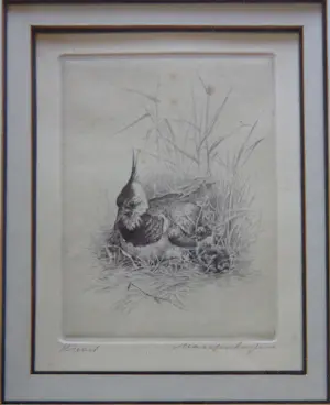 Maarten Langbroek - LOT 2 STUKS / KIEVIT + KAPMEEUW / ZW-W ETS / 26x22cm / KADER / SIG kopen? Bied vanaf 45!