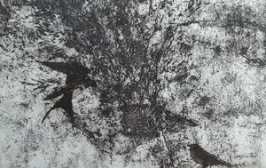 Hans Buining - Vogels kopen? Bied vanaf 40!