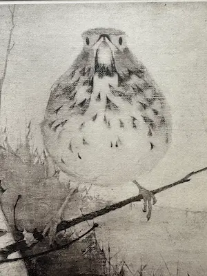 Jan Mankes - Heliogravure " Lijster op tak " kopen? Bied vanaf 175!