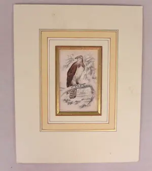 Buy Edward Lear - Osprey? Bid from 22!