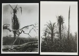 Aat Veldhoen - Lot van twee rotaprints kopen? Bied vanaf 50!