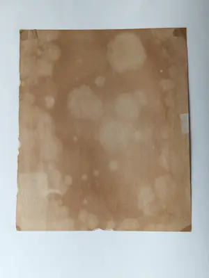 Jan Voerman (jr.) - Grote lithografie - 1925 - "bloeiende potplant" - beperkte oplage (100) kopen? Bied vanaf 38!