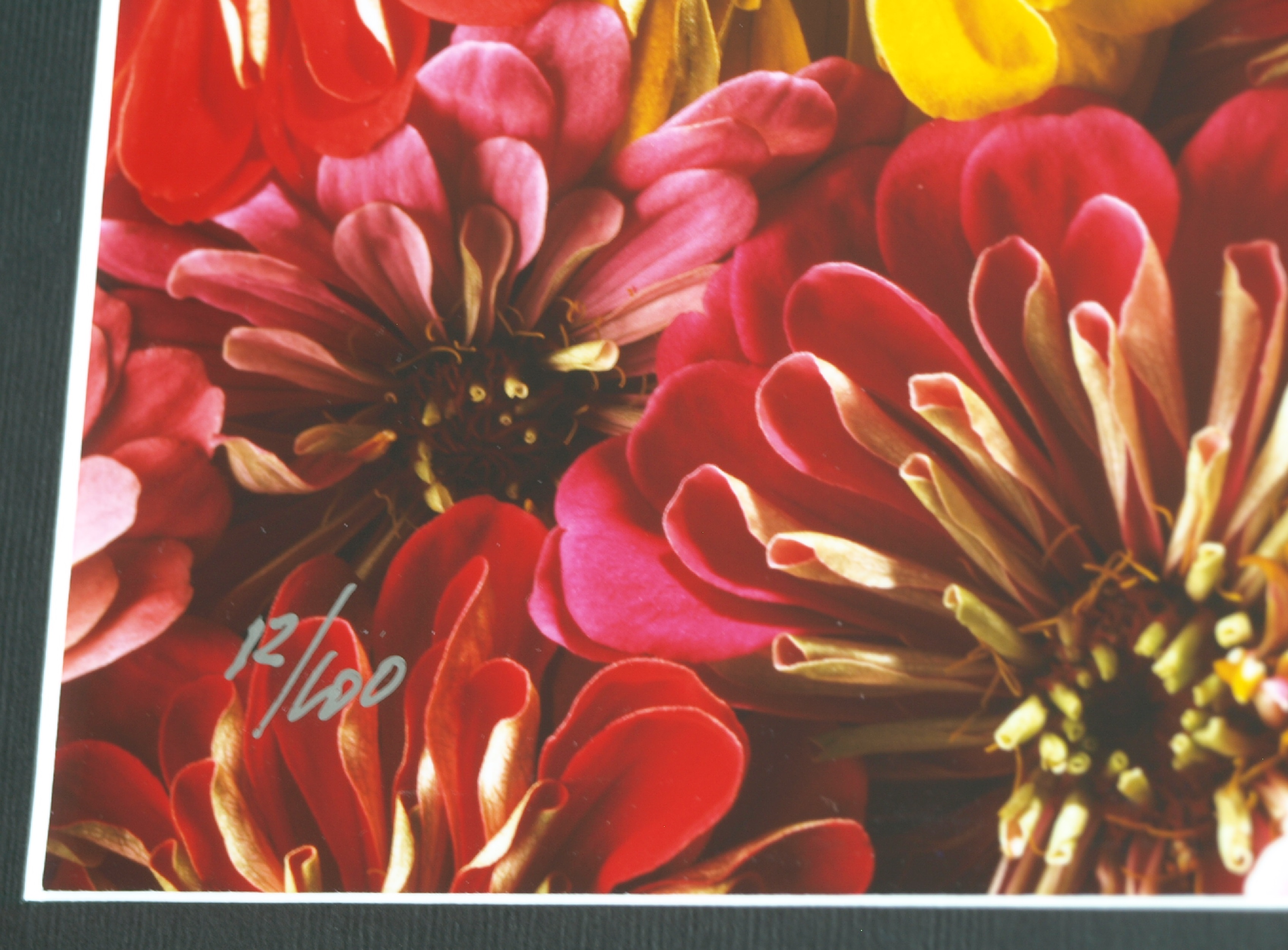 Paul Huf - Foto - Flowers – gesigneerd & ingelijst - 1984  kopen? Bied vanaf 125!