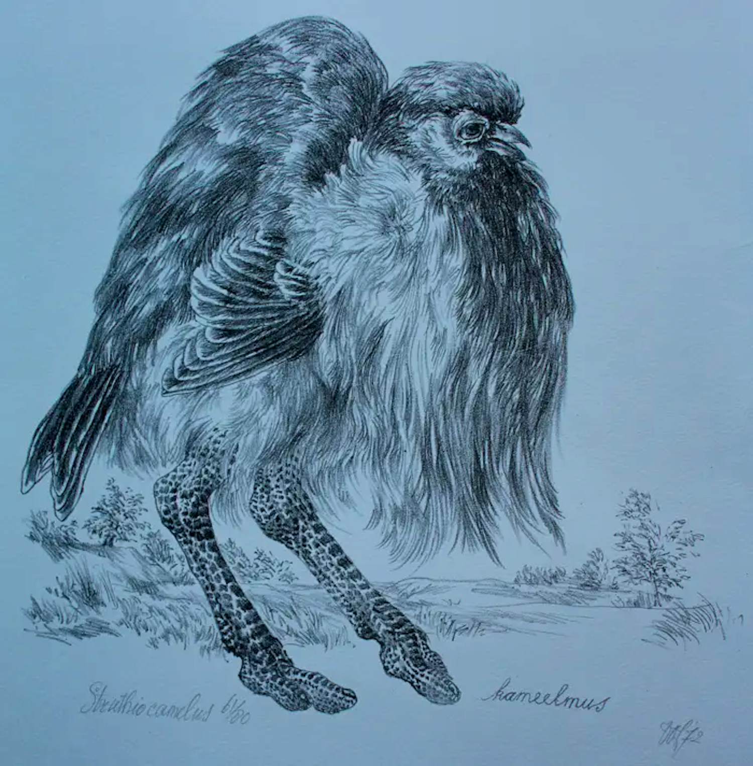 Peter Vos - Litho: Struthio camelus - 1972 kopen? Bied vanaf 250!