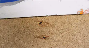 Bert Haaitsma - Gemengde techniek op karton, Nazomer '85 kopen? Bied vanaf 1!