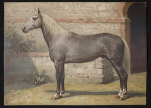 Otto Eerelman - Chromolithografie, Het paard kopen? Bied vanaf 60!