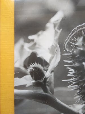 Aart Klein - Foto van een plant. kopen? Bied vanaf 1!