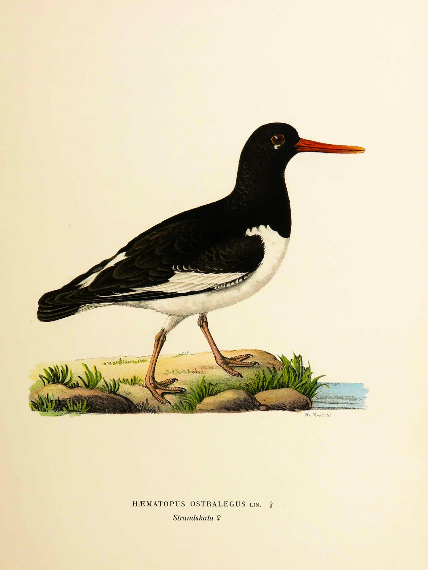 Wilhelm von Wright - Litho, Haematopus Ostralegus, uit Svenska foglar (...) verkocht voor € 1!
