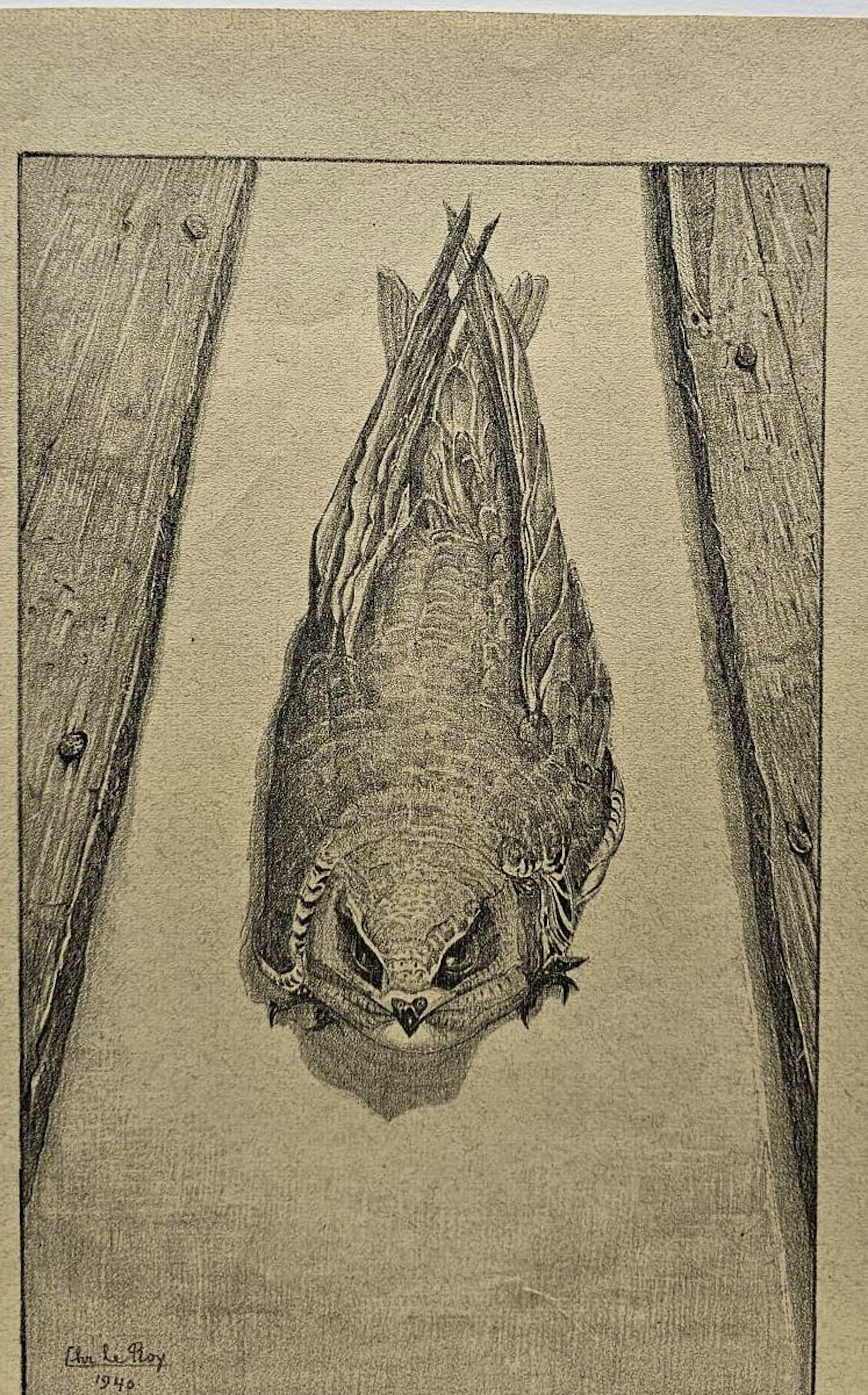 Chris Le Roy - Jonge Gierzwaluw kopen? Bied vanaf 35!