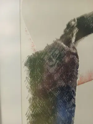 Pol Mara - pauwveren kopen? Bied vanaf 150!