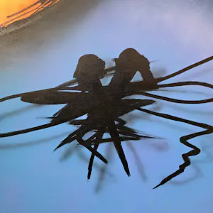 Christian van Hedel - Tell me kopen? Bied vanaf 20!