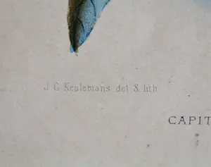 Johannes Gerardus Keulemans - kleurenlitho uit 1870 - Spechtvogels ♀+♂ kopen? Bied vanaf 45!