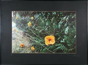 Paul Huf - Foto, Klaproos - Ingelijst kopen? Bied vanaf 100!