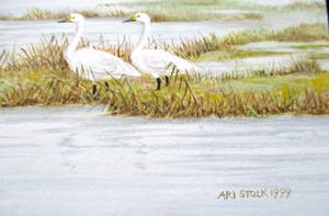 Ari Stolk - New Life kopen? Bied vanaf 495!