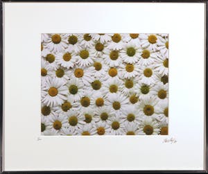 Paul Huf - Foto, Madeliefjes - Ingelijst kopen? Bied vanaf 1!