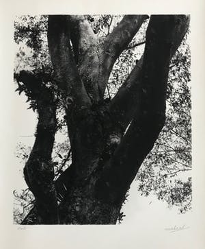 Norbert Buchsbaum - Gelatine zilverdruk - 1979 - 'Bali' - Gesigneerd kopen? Bied vanaf 45!