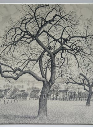 Toine Corstjens - Hoogstam kopen? Bied vanaf 195!