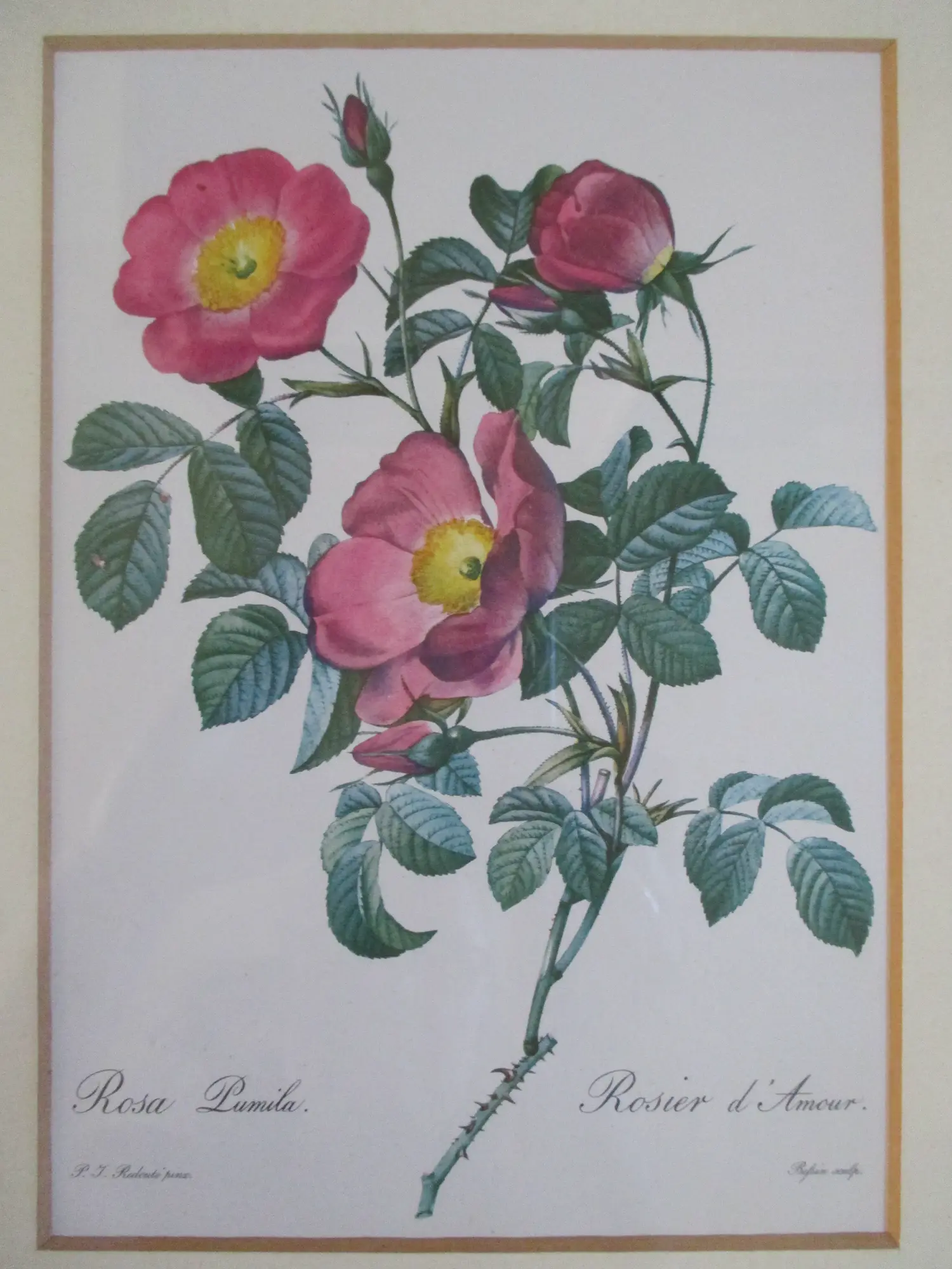 Pierre-Joseph Redoute (1759-1840)