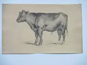 Frans Lebret - Stier - tekening verkauft für € 42!