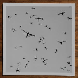 Trent Parke - Flying Foxes. Mataranka, Australia. 2004. From the project Minutes To Midnight kopen? Bied vanaf 300!