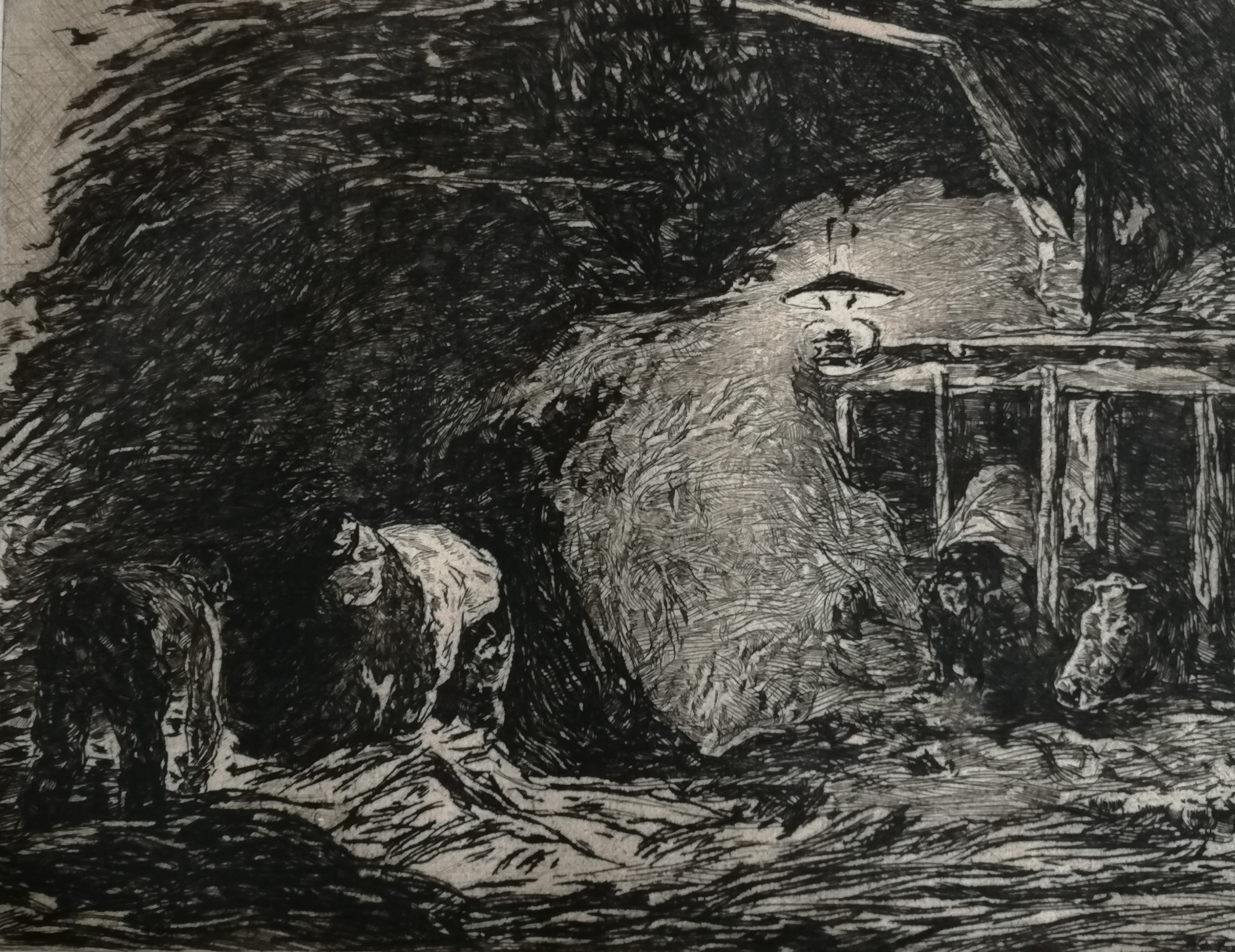 Willem de Zwart - In de stal kopen? Bied vanaf 40!