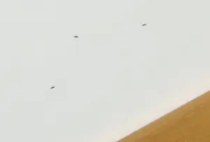 Wil Willemsen - Zeefdruk, Walking - Ingelijst kopen? Bied vanaf 1!