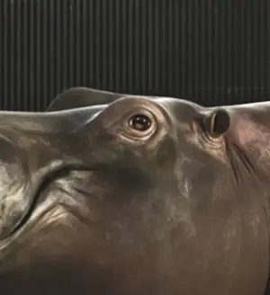 Mr. Strange - Hippopotamus Bath kopen? Bied vanaf 85!