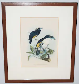 Johannes Gerardus Keulemans - kleurenlitho uit 1870 - Spechtvogels ♀+♂ kopen? Bied vanaf 45!