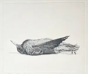AcheterDick Stolwijk - Dode vogel? Enchérissez de 50!
