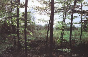 Paul Huf - Foto, Bosgezicht - Ingelijst kopen? Bied vanaf 1!