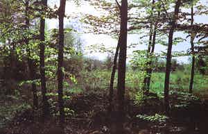 Paul Huf - Foto, Bosgezicht - Ingelijst verkocht voor € 1!