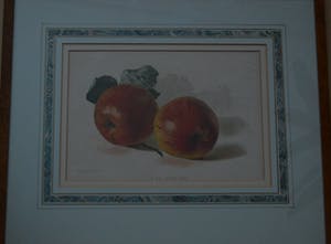 Niet of onleesbaar gesigneerd - A new dessert apple. Lithografie. kopen? Bied vanaf 1!