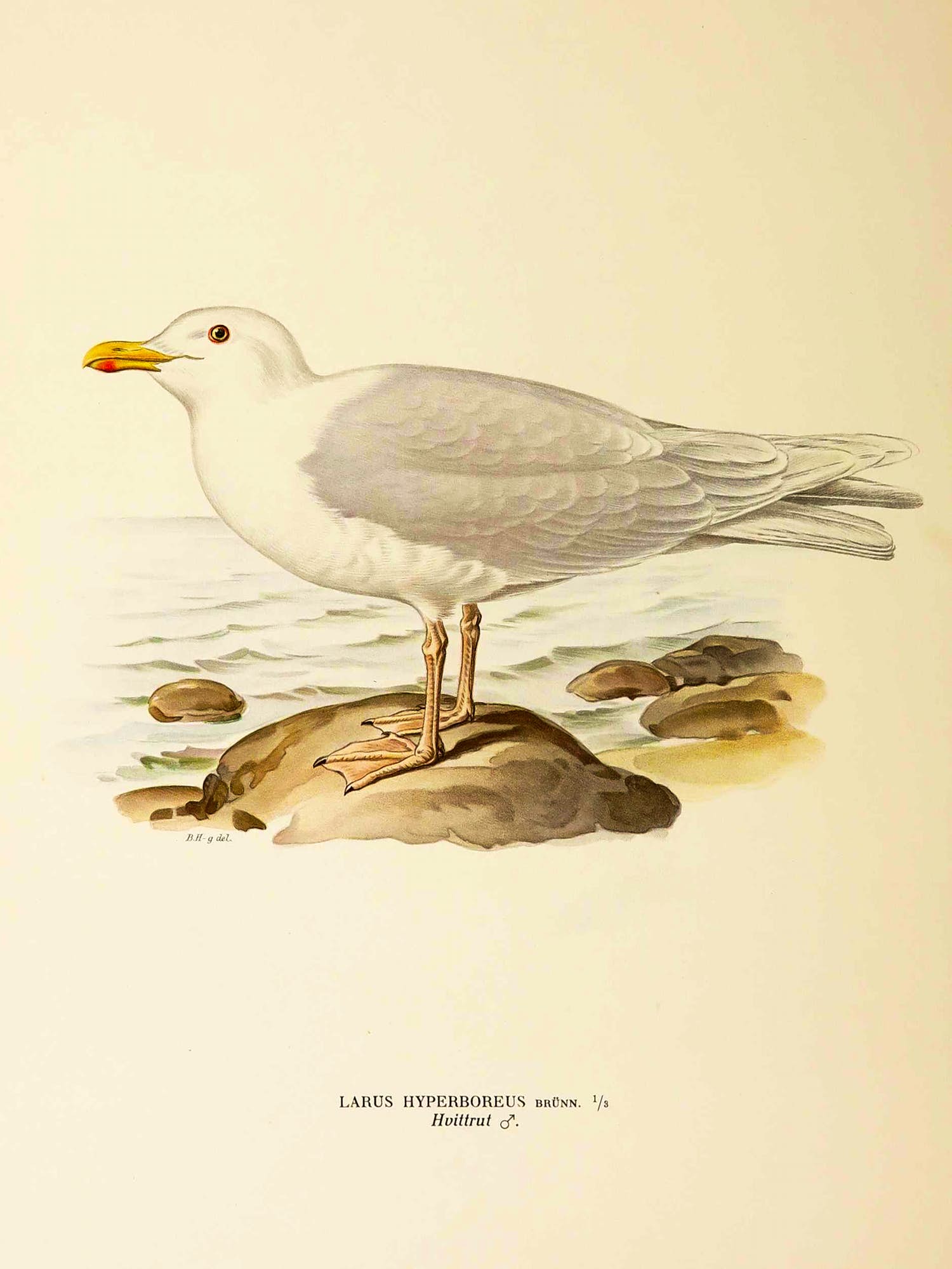 Wilhelm von Wright - Litho, Larus Hyperboreus, uit Svenska foglar (...) verkocht voor € 1!
