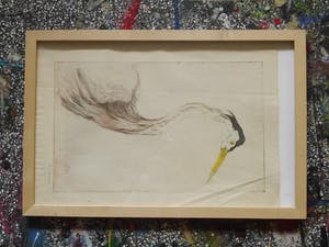 Frederika Broeksmit - ets-vogel kopen? Bied vanaf 10!