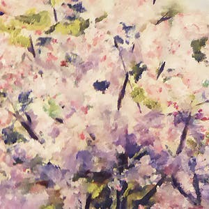 Constance Coleman Richardson - sakoera (?) bloesembomen kopen? Bied vanaf 60!